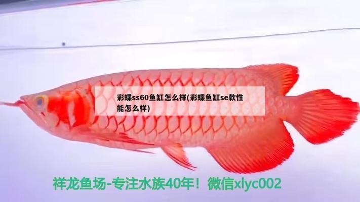 金龍魚玉米胚芽油5升價格(金龍魚玉米胚芽油4升價格)
