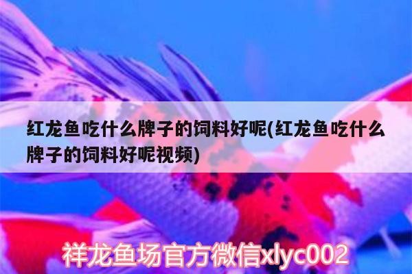 紅龍魚吃什么牌子的飼料好呢(紅龍魚吃什么牌子的飼料好呢視頻)
