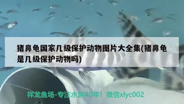 豬鼻龜國家幾級保護動物圖片大全集(豬鼻龜是幾級保護動物嗎)