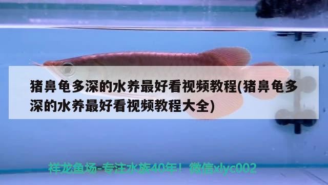 豬鼻龜多深的水養最好看視頻教程(豬鼻龜多深的水養最好看視頻教程大全)