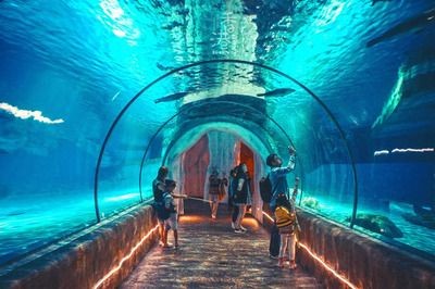 上饒水族館vs祥龍魚場(chǎng)（上饒水族館與祥龍魚場(chǎng)之間的差異，上饒水族館可能更側(cè)重于本地市場(chǎng)）
