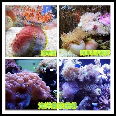 上饒水族館vs祥龍魚場(chǎng)（上饒水族館與祥龍魚場(chǎng)之間的差異，上饒水族館可能更側(cè)重于本地市場(chǎng)）