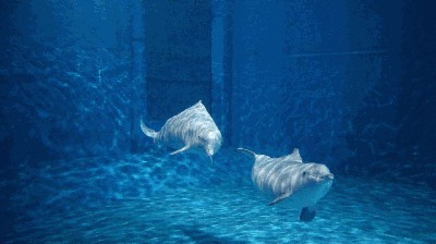 上饒水族館vs祥龍魚場(chǎng)（上饒水族館與祥龍魚場(chǎng)之間的差異，上饒水族館可能更側(cè)重于本地市場(chǎng)）