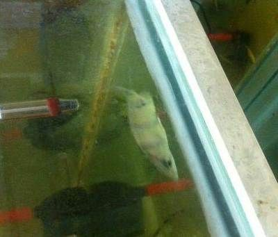 8公分虎魚喂什么最好養活：8公分虎魚喂什么最好養活8公分虎魚喂什么最好養活