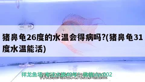 豬鼻龜26度的水溫會得病嗎?(豬鼻龜31度水溫能活)