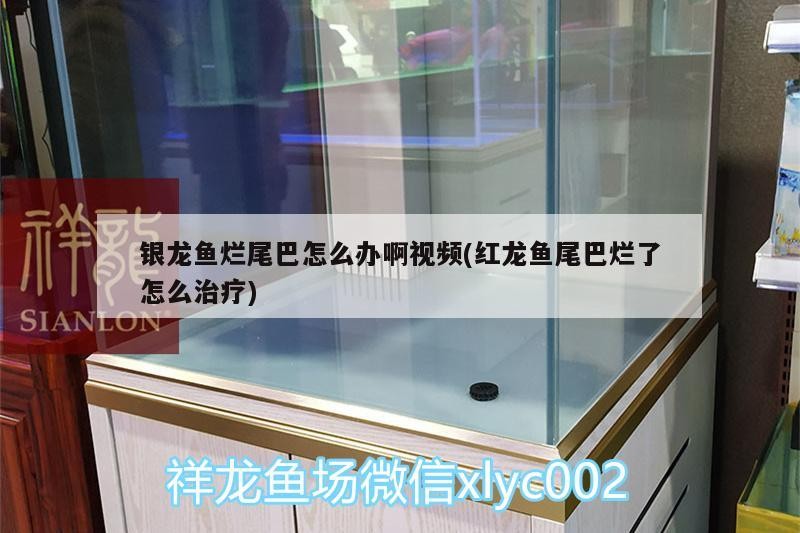 銀龍魚爛尾巴怎么辦啊視頻(紅龍魚尾巴爛了怎么治療)