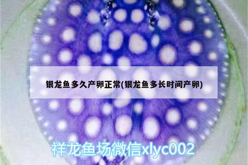 銀龍魚多久產卵正常(銀龍魚多長時間產卵)