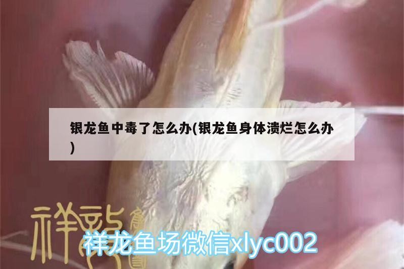 銀龍魚中毒了怎么辦(銀龍魚身體潰爛怎么辦)