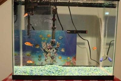 初學養魚小魚缸適合養什么樣的魚呢：小魚缸養魚的技巧