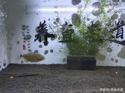 初學養魚小魚缸適合養什么樣的魚呢：小魚缸養魚的技巧