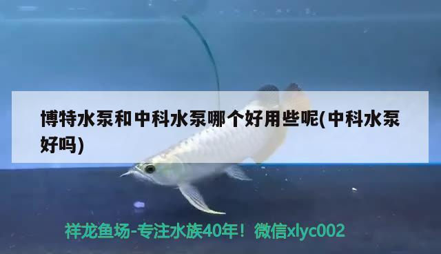 博特水泵和中科水泵哪個好用些呢(中科水泵好嗎) 博特水泵和中科水泵哪個好用些呢(中科水泵好嗎) 博特水族