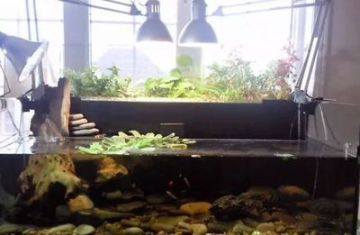 大魚缸改造龜缸好嗎：大魚缸改造龜缸可行嗎？