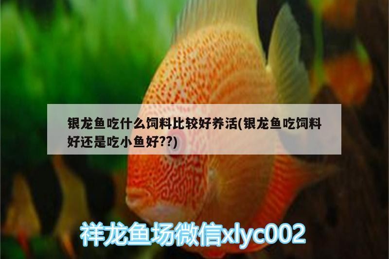 銀龍魚吃什么飼料比較好養活(銀龍魚吃飼料好還是吃小魚好??)