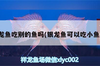 銀龍魚吃別的魚嗎(銀龍魚可以吃小魚嗎)