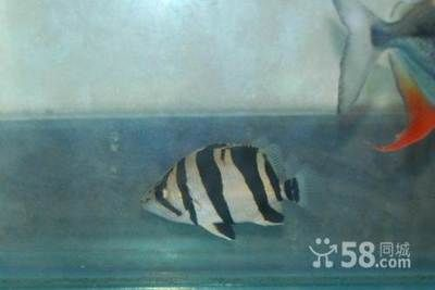 三文印尼虎：三文印尼虎是一種具有特色體型和紋路的熱帶觀賞魚