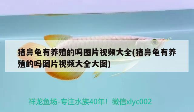 豬鼻龜有養殖的嗎圖片視頻大全(豬鼻龜有養殖的嗎圖片視頻大全大圖)