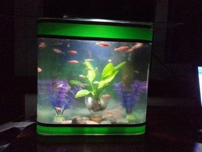 10條斑馬魚需要多大的魚缸：10條斑馬魚需要多大的魚缸，一個40,40,40厘米
