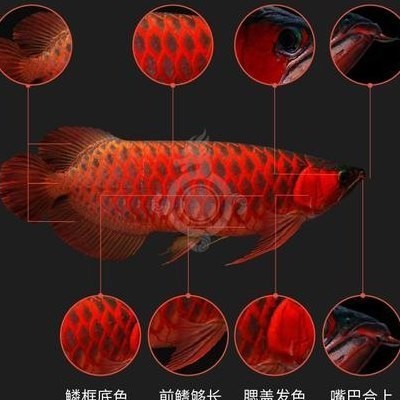 阿壩藏族羌族自治州紅龍魚價格2688貴嗎？