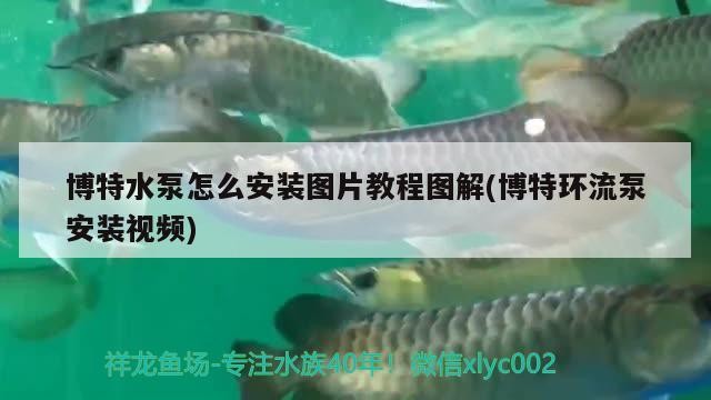 博特水泵怎么安裝圖片教程圖解(博特環流泵安裝視頻)