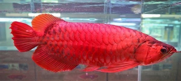 常州紅龍魚價格2688貴嗎？