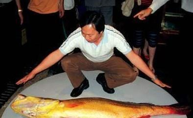 常州紅龍魚價格2688貴嗎？