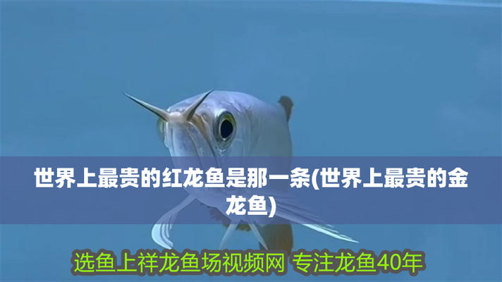 常州紅龍魚價格2688貴嗎？