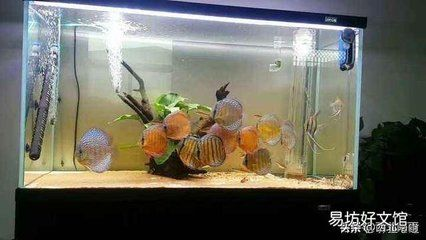 大型魚缸魚生病怎么處理好：大型魚缸中魚生病的治療誤區在治療魚病時一些常見的誤區