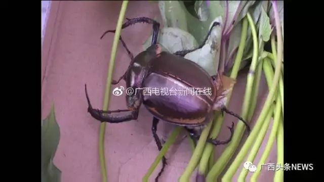 上饒紅龍魚價格2688貴嗎？