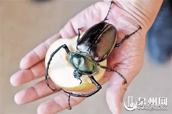 上饒紅龍魚價格2688貴嗎？