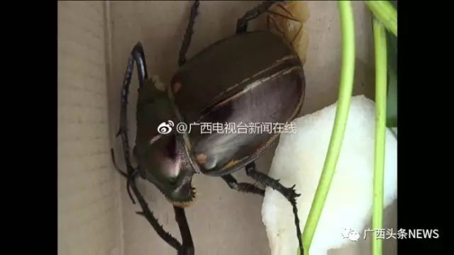 上饒紅龍魚價格2688貴嗎？