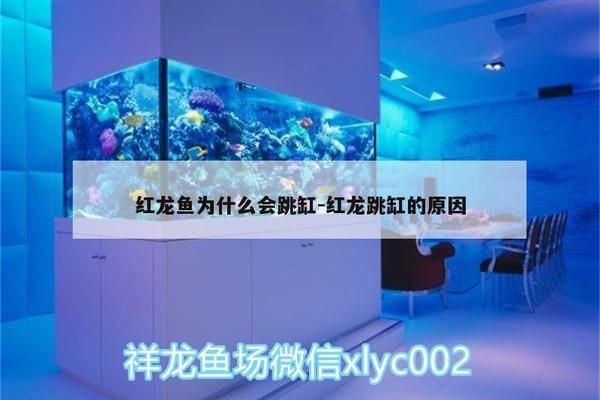 紅龍魚跳缸死了有什么預(yù)兆沒：紅龍魚跳缸死亡可能由多種因素引起