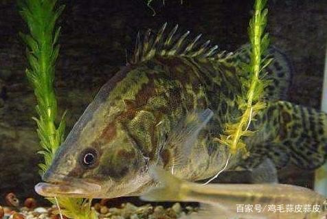 四大名龍魚