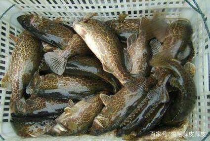 四大名龍魚