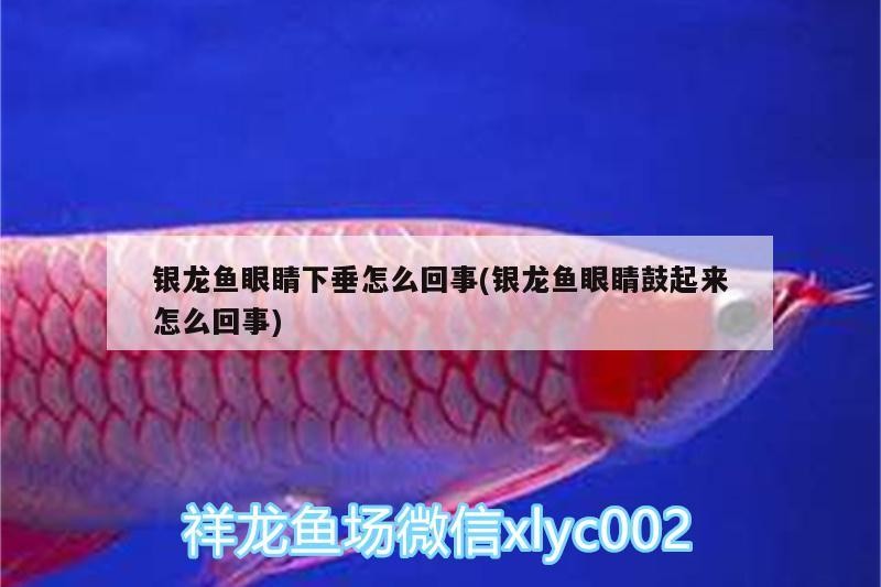 銀龍魚眼睛下垂怎么回事(銀龍魚眼睛鼓起來怎么回事)