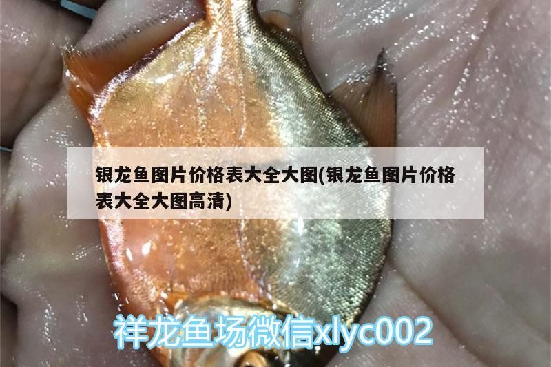 銀龍魚圖片價格表大全大圖(銀龍魚圖片價格表大全大圖高清)