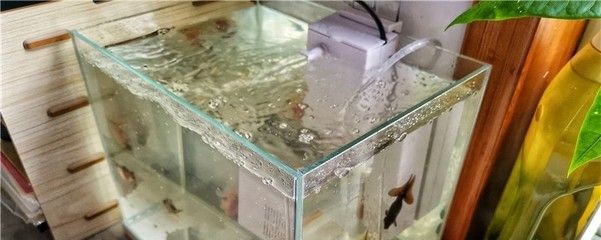 1.2米魚缸加多少鹽好：1.2米魚缸加多少鹽