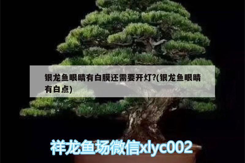 銀龍魚眼睛有白膜還需要開燈?(銀龍魚眼睛有白點(diǎn))
