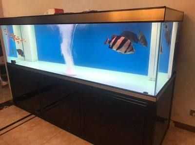 黑缸養虎魚長大會變黃嗎：黑缸養虎魚會使虎魚長大后變黃嗎黑缸養虎魚會變黃嗎