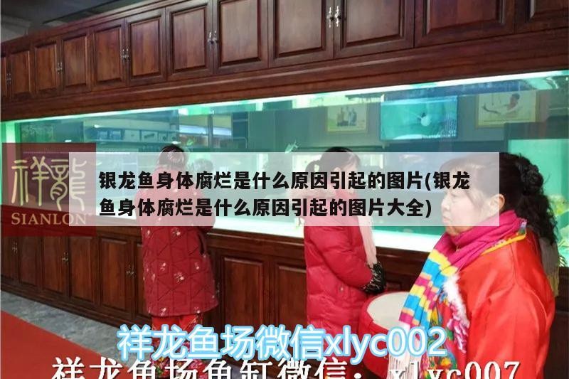 銀龍魚身體腐爛是什么原因引起的圖片(銀龍魚身體腐爛是什么原因引起的圖片大全)
