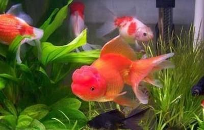 屬龍家里適合養幾條魚