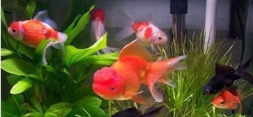 屬龍家里適合養幾條魚