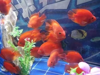 魚缸中的清潔魚缸中的廢物和藻類食草魚是另一種常見的魚類（以食用魚缸中的廢物和藻類）