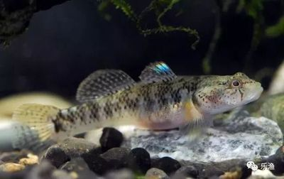 四川吻蝦虎魚：四川吻蝦虎魚的飼養方法