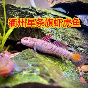 四川吻蝦虎魚：四川吻蝦虎魚的飼養方法