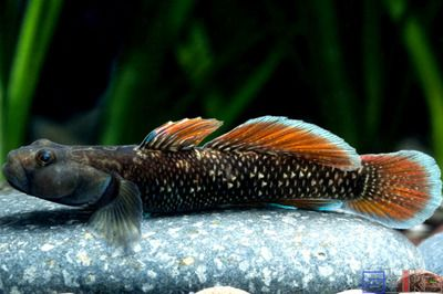 四川吻蝦虎魚：四川吻蝦虎魚的飼養方法