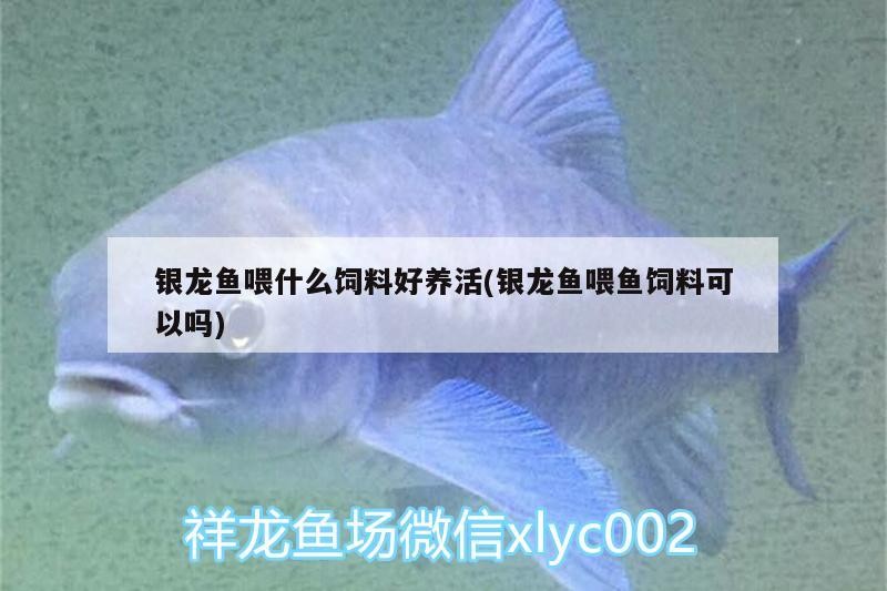 銀龍魚喂什么飼料好養活(銀龍魚喂魚飼料可以嗎)