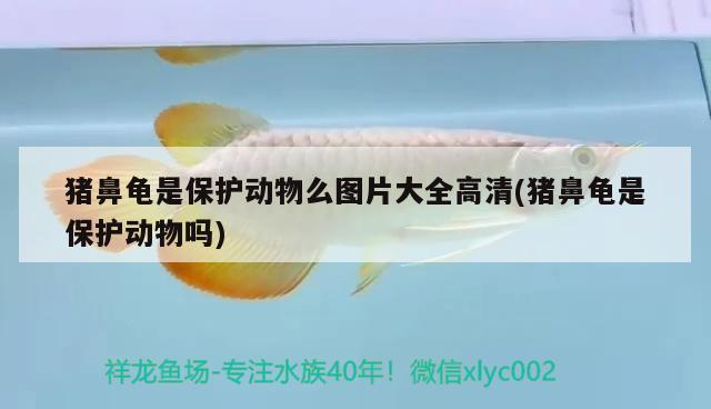 豬鼻龜是保護動物么圖片大全高清(豬鼻龜是保護動物嗎)