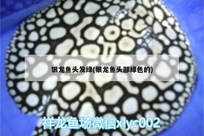 銀龍魚頭發(fā)綠(銀龍魚頭部綠色的)