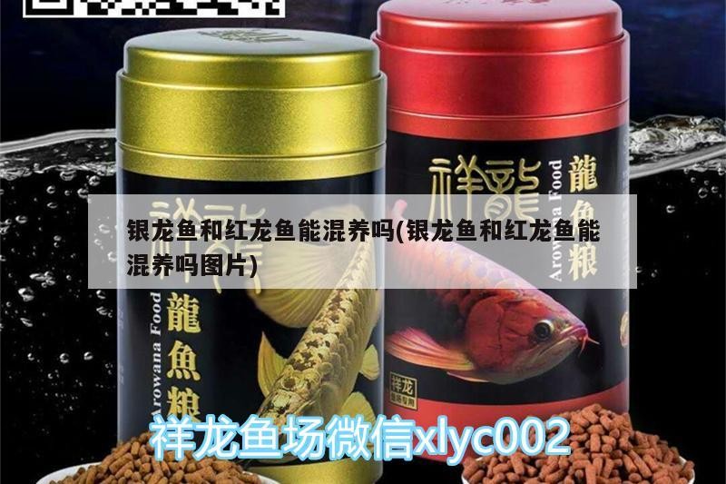 銀龍魚和紅龍魚能混養(yǎng)嗎(銀龍魚和紅龍魚能混養(yǎng)嗎圖片)
