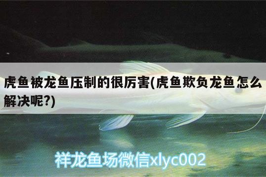 虎魚被龍魚壓制的很厲害(虎魚欺負龍魚怎么解決呢?) 虎魚被龍魚壓制的很厲害(虎魚欺負龍魚怎么解決呢?) 虎魚百科